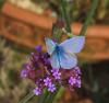 Polyommatus icarus